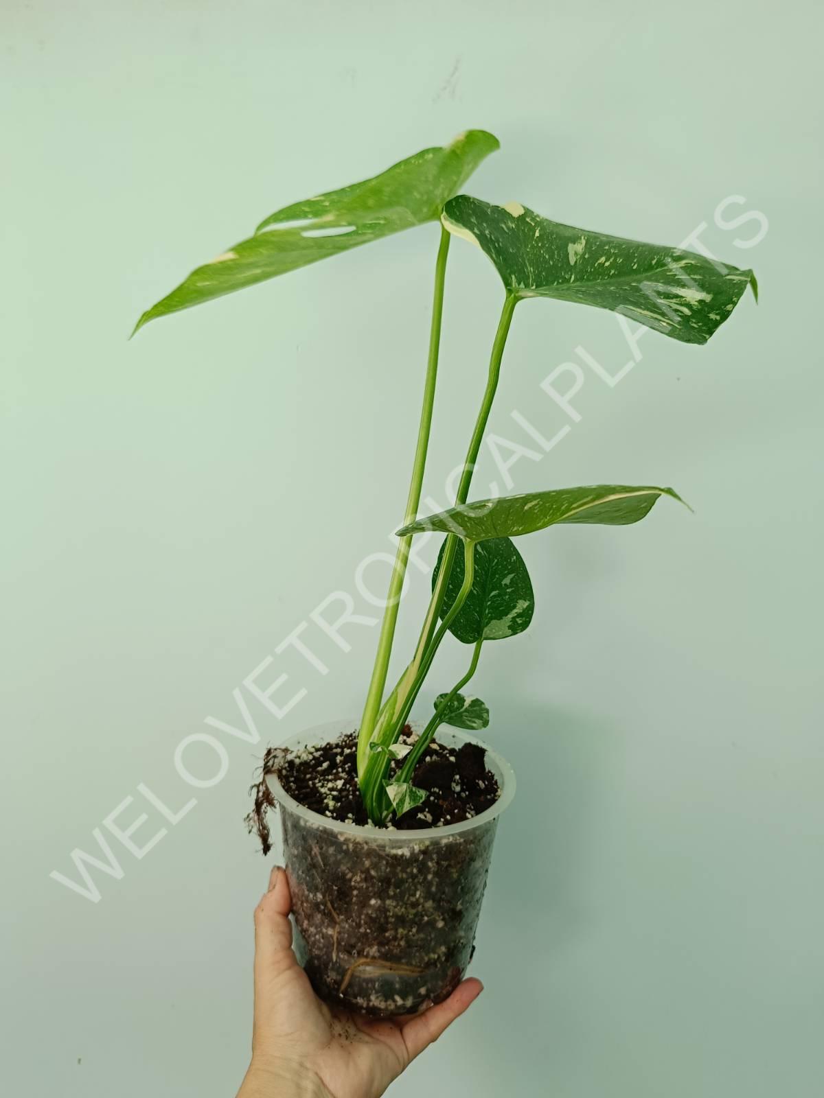 Monstera thai constellation