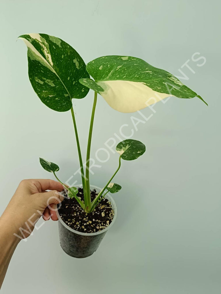 Monstera thai constellation