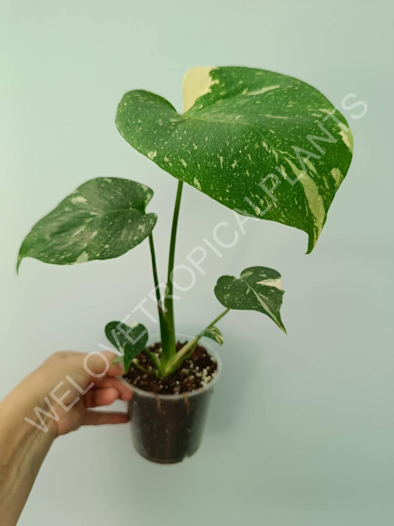 Monstera thai constellation