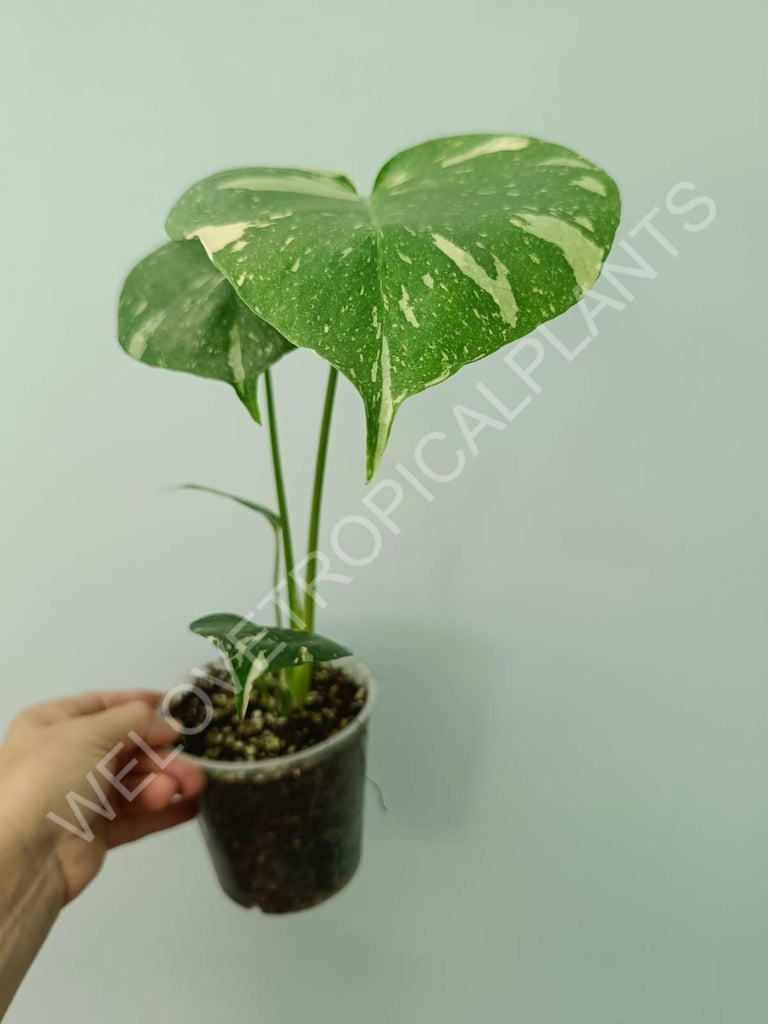 Monstera thai constellation