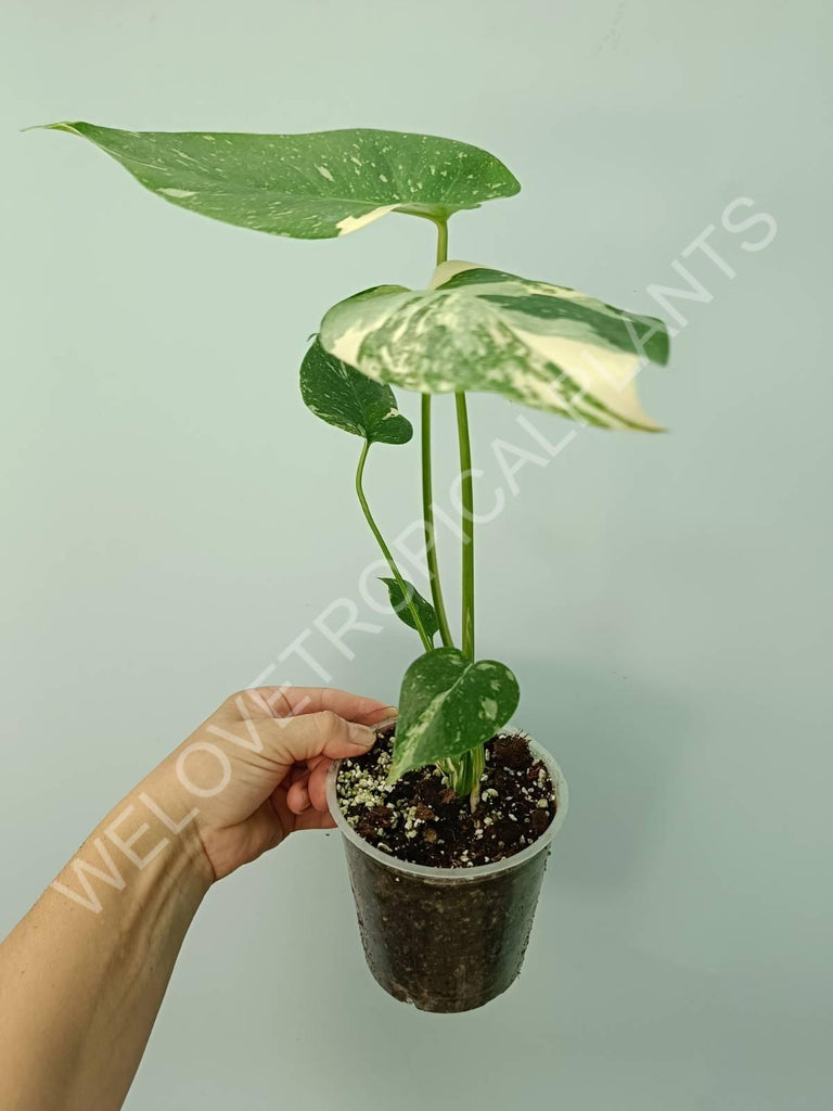 Monstera thai constellation