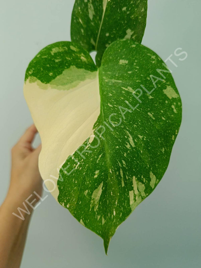 Monstera thai constellation