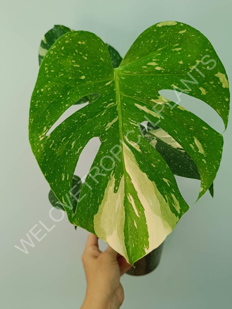 Monstera thai constellation