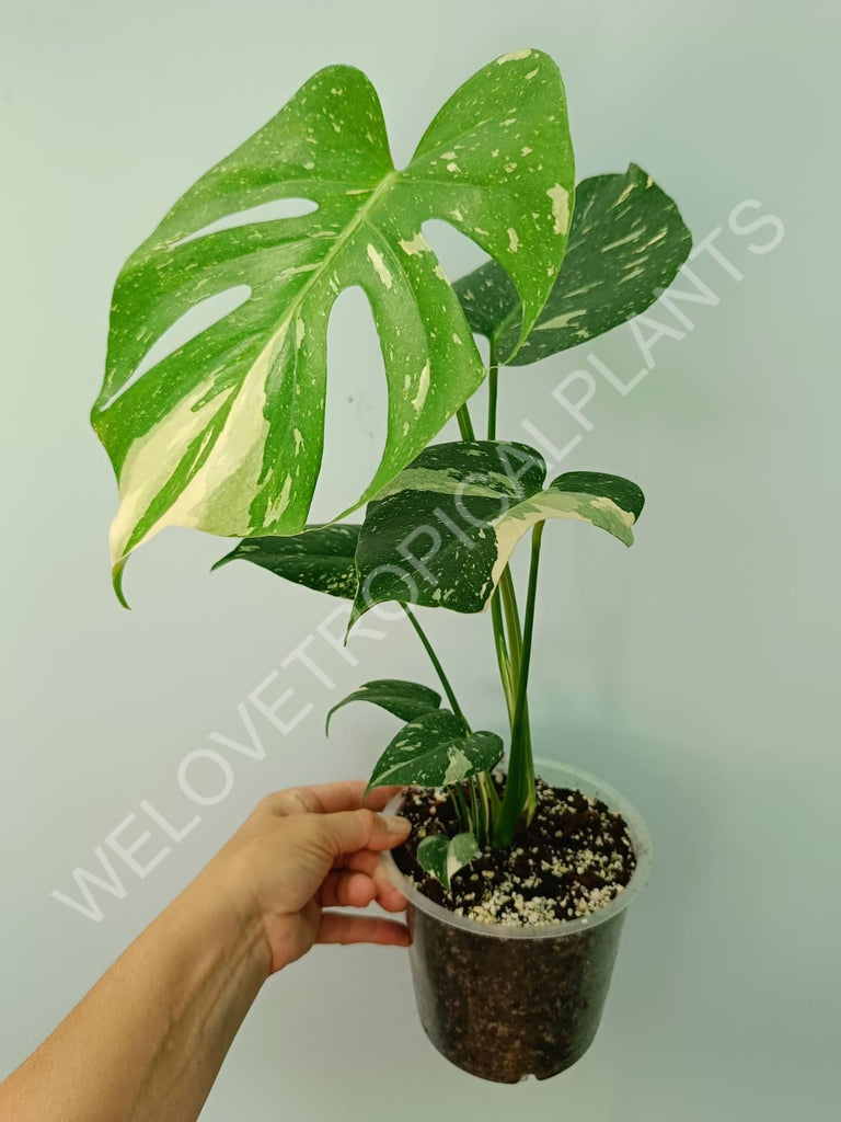 Monstera thai constellation