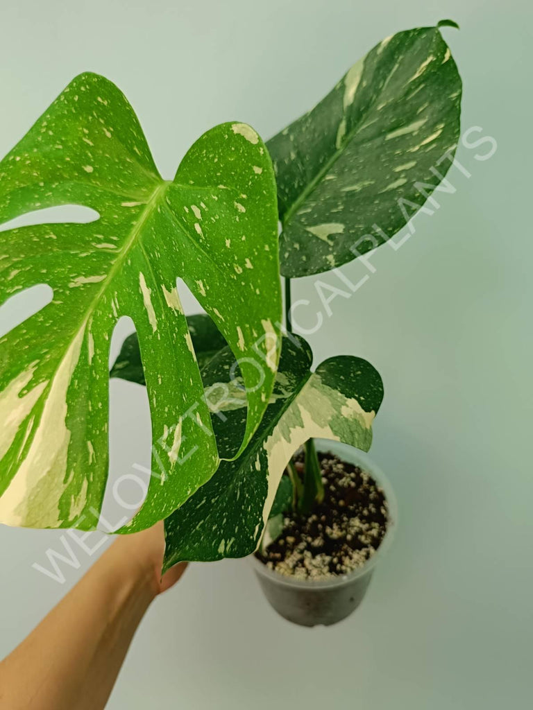 Monstera thai constellation