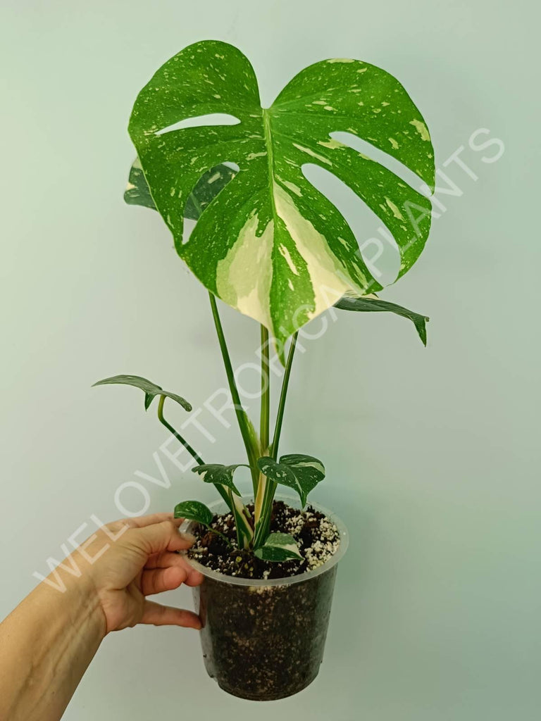 Monstera thai constellation