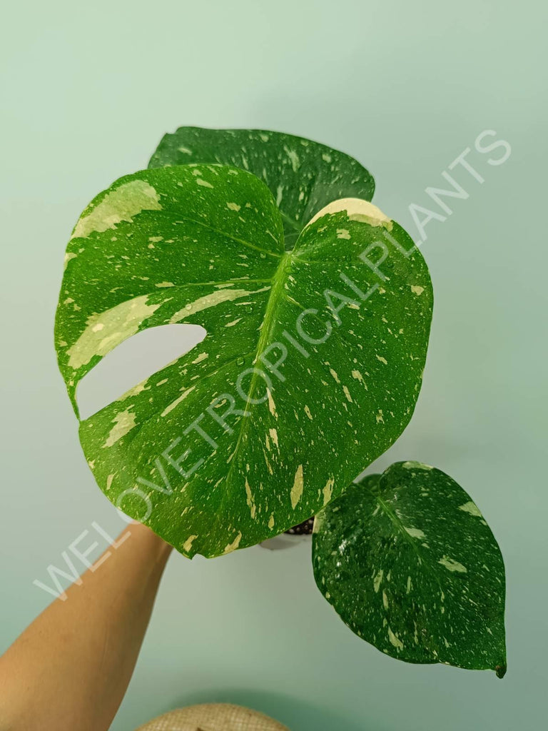 Monstera thai constellation