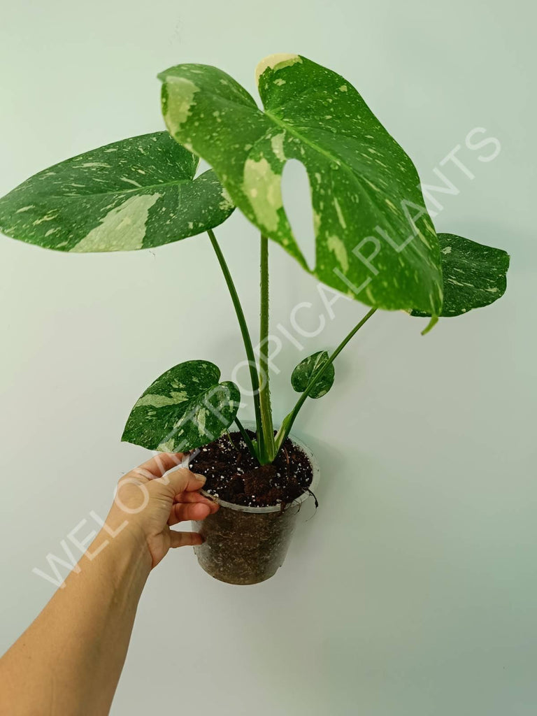 Monstera thai constellation