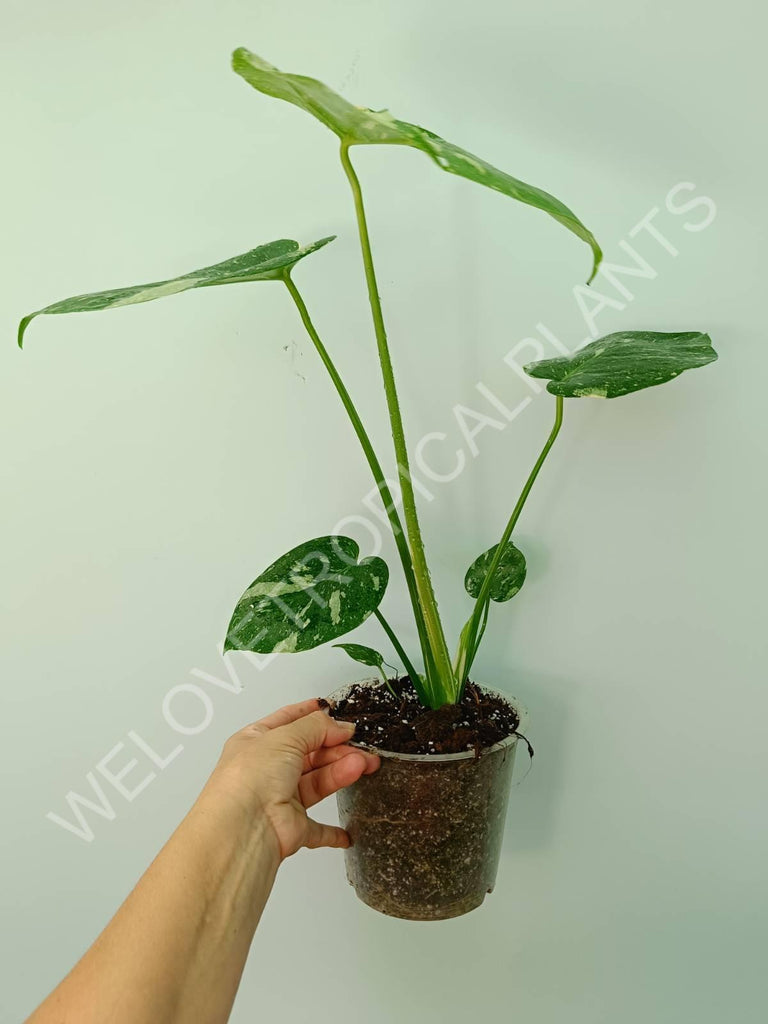 Monstera thai constellation