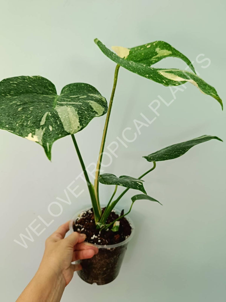 Monstera thai constellation