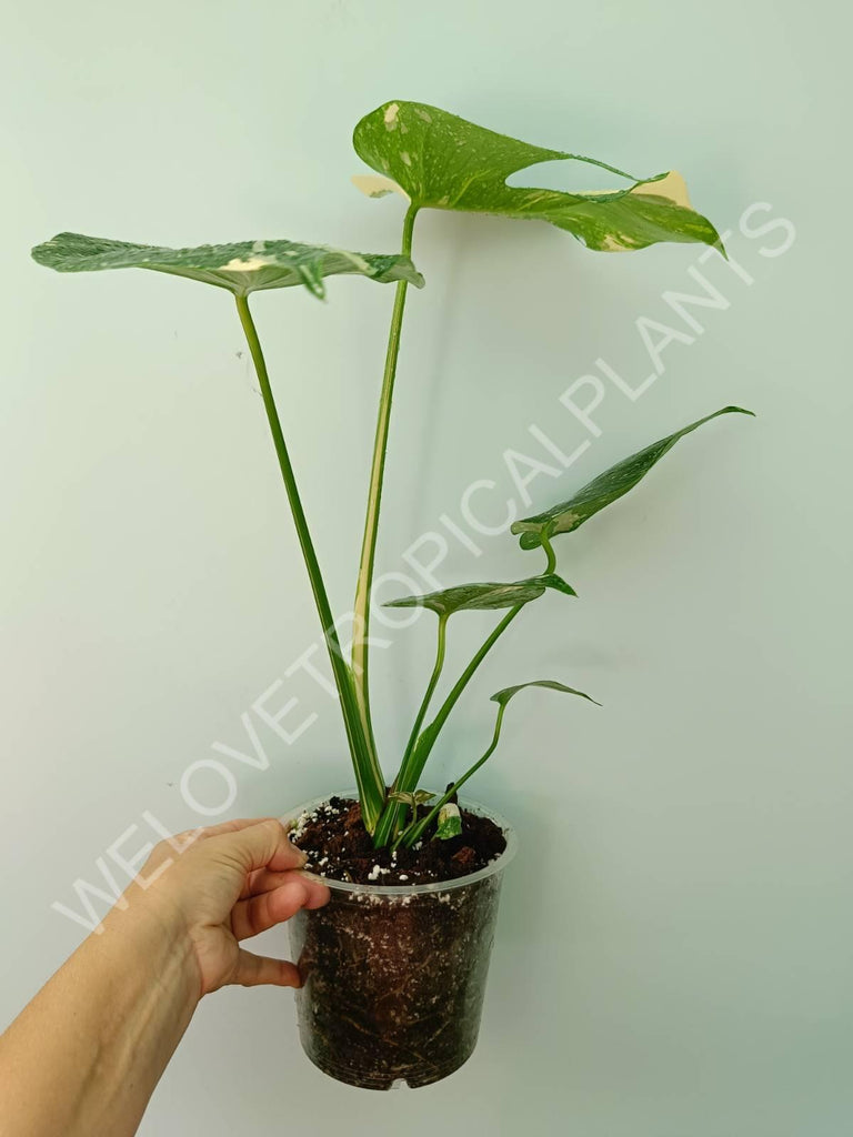 Monstera thai constellation