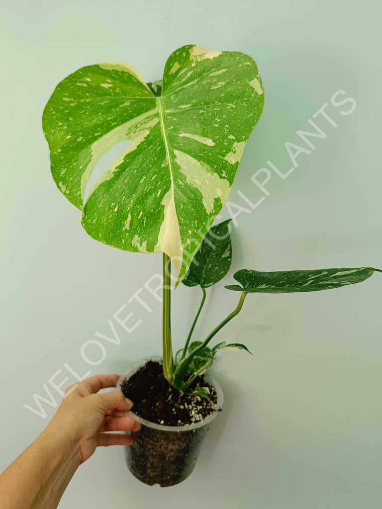 Monstera thai constellation