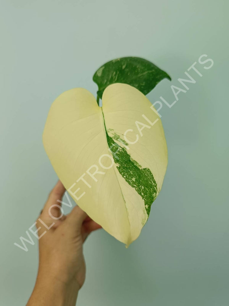 Monstera thai constellation