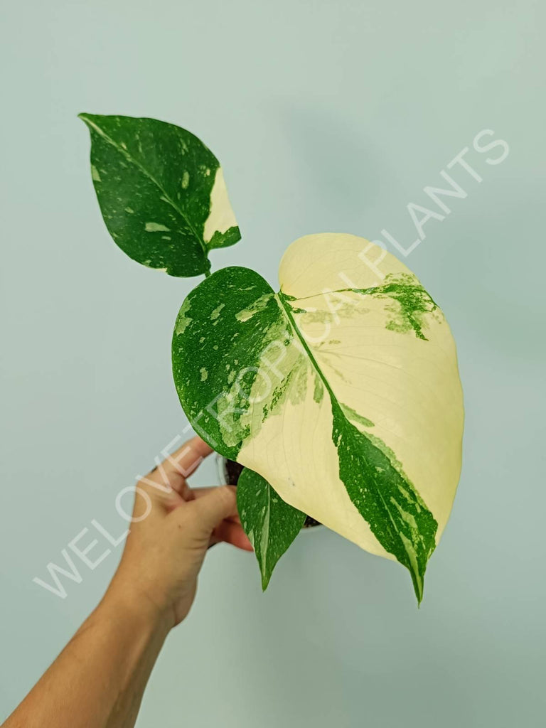 Monstera thai constellation