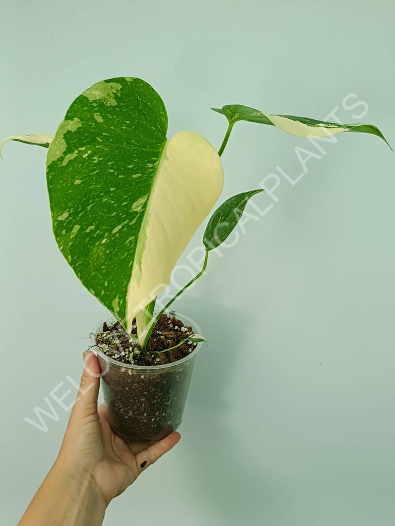 Monstera thai constellation