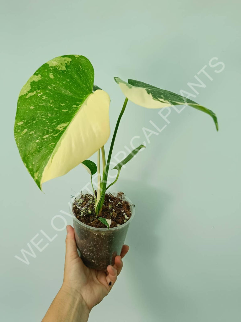 Monstera thai constellation