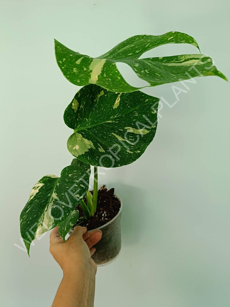 Monstera thai constellation