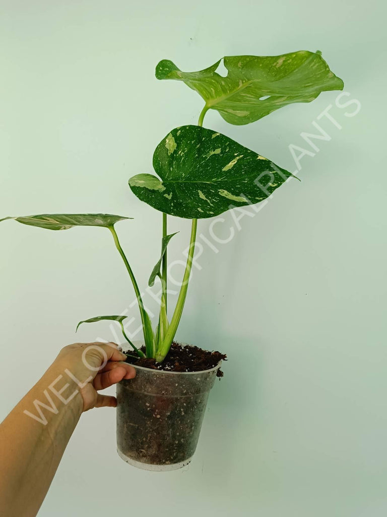 Monstera thai constellation