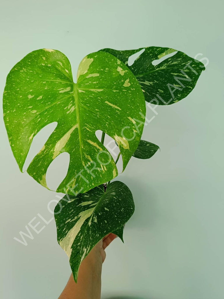 Monstera thai constellation