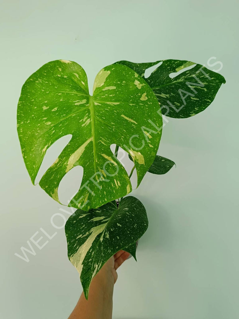 Monstera thai constellation