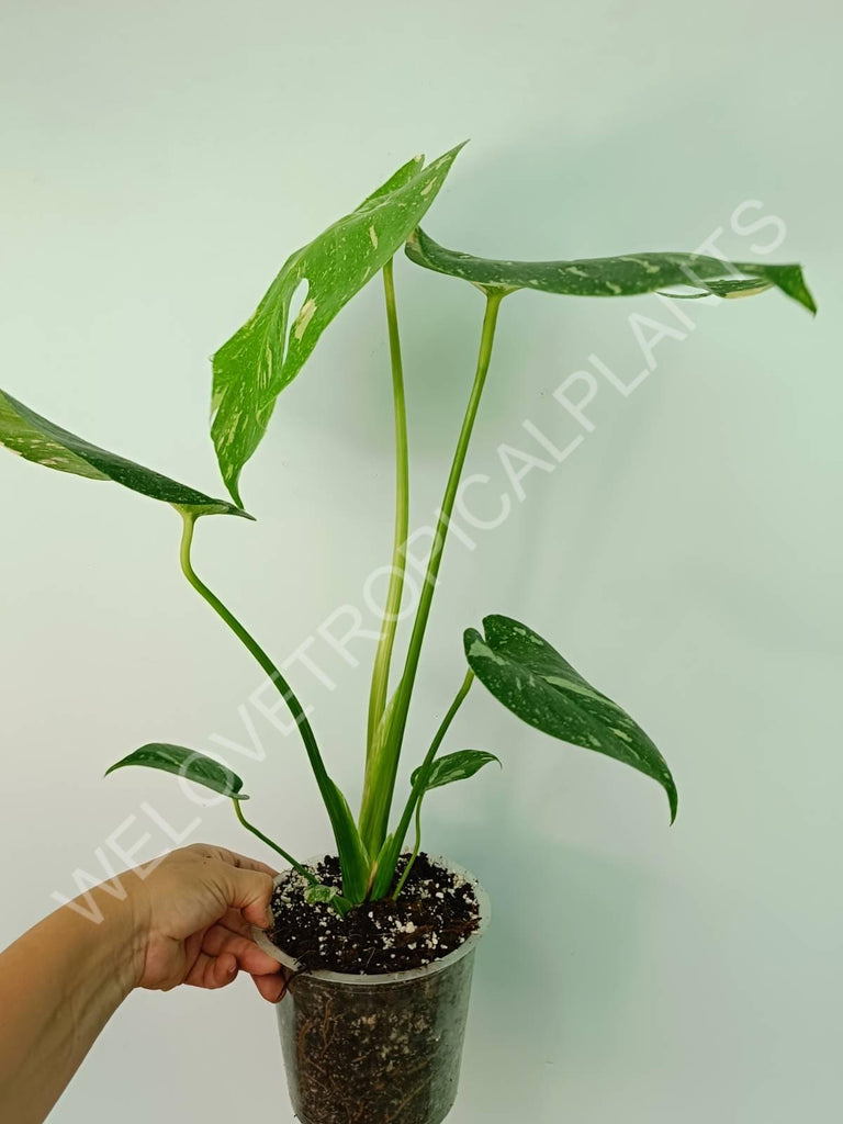 Monstera thai constellation