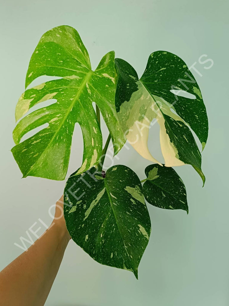 Monstera thai constellation