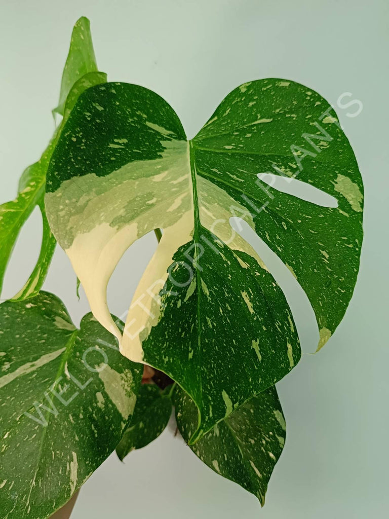 Monstera thai constellation