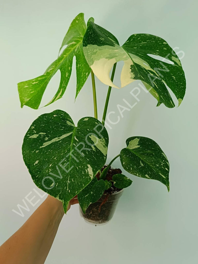 Monstera thai constellation