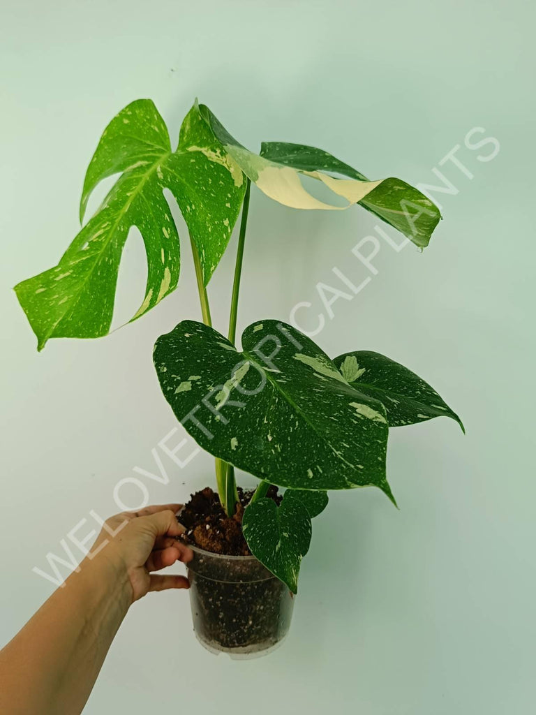 Monstera thai constellation