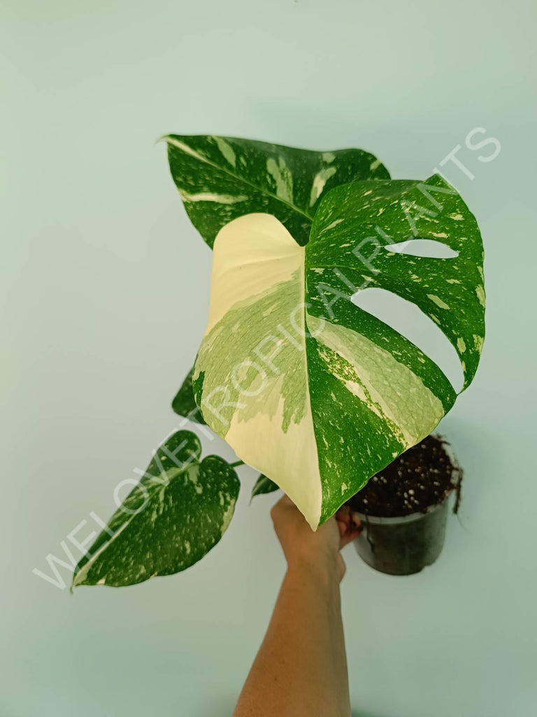 Monstera thai constellation