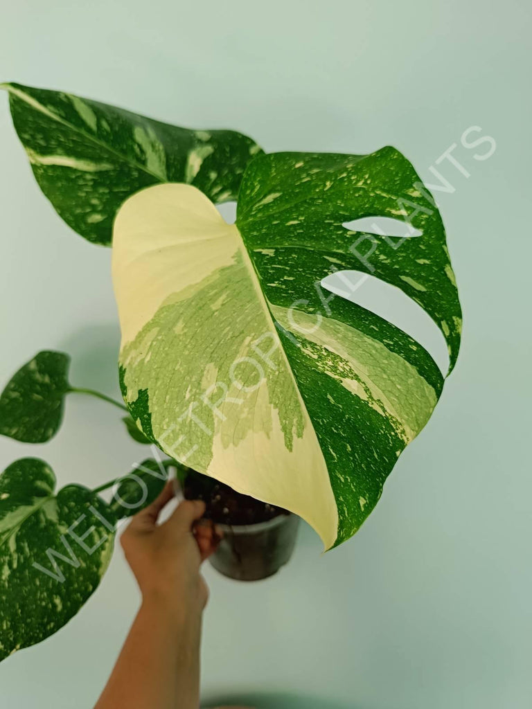 Monstera thai constellation