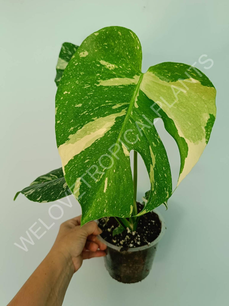 Monstera thai constellation