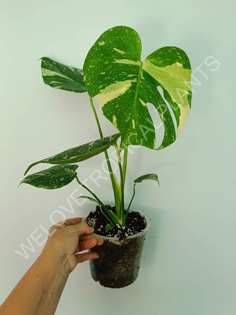 Monstera thai constellation