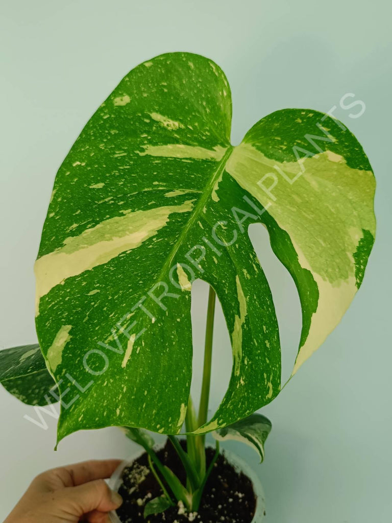 Monstera thai constellation