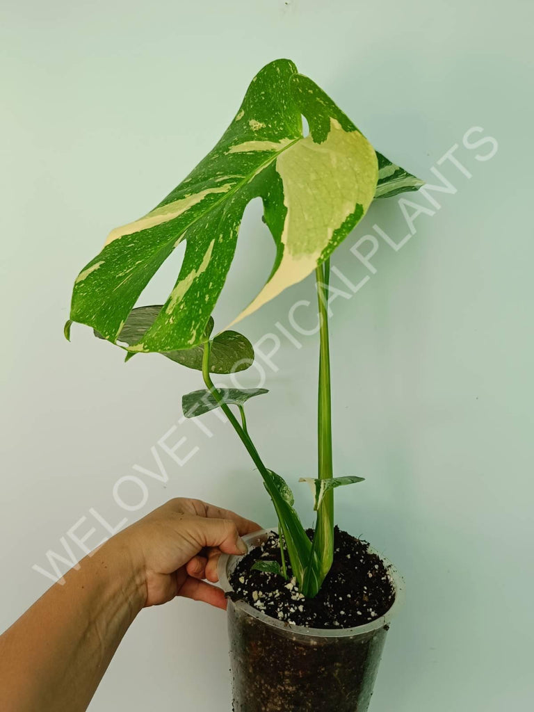 Monstera thai constellation