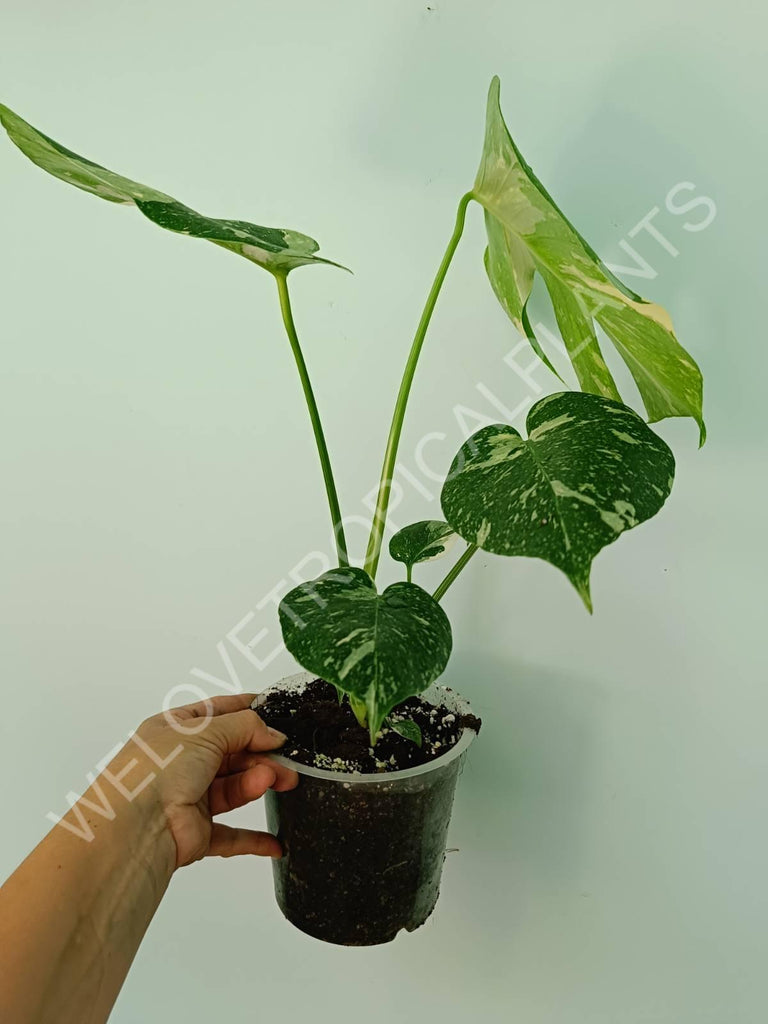 Monstera thai constellation