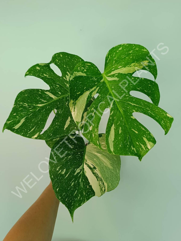 Monstera thai constellation