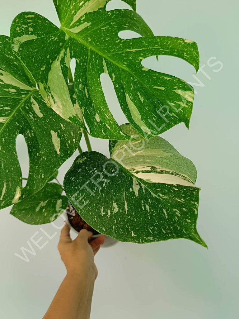 Monstera thai constellation