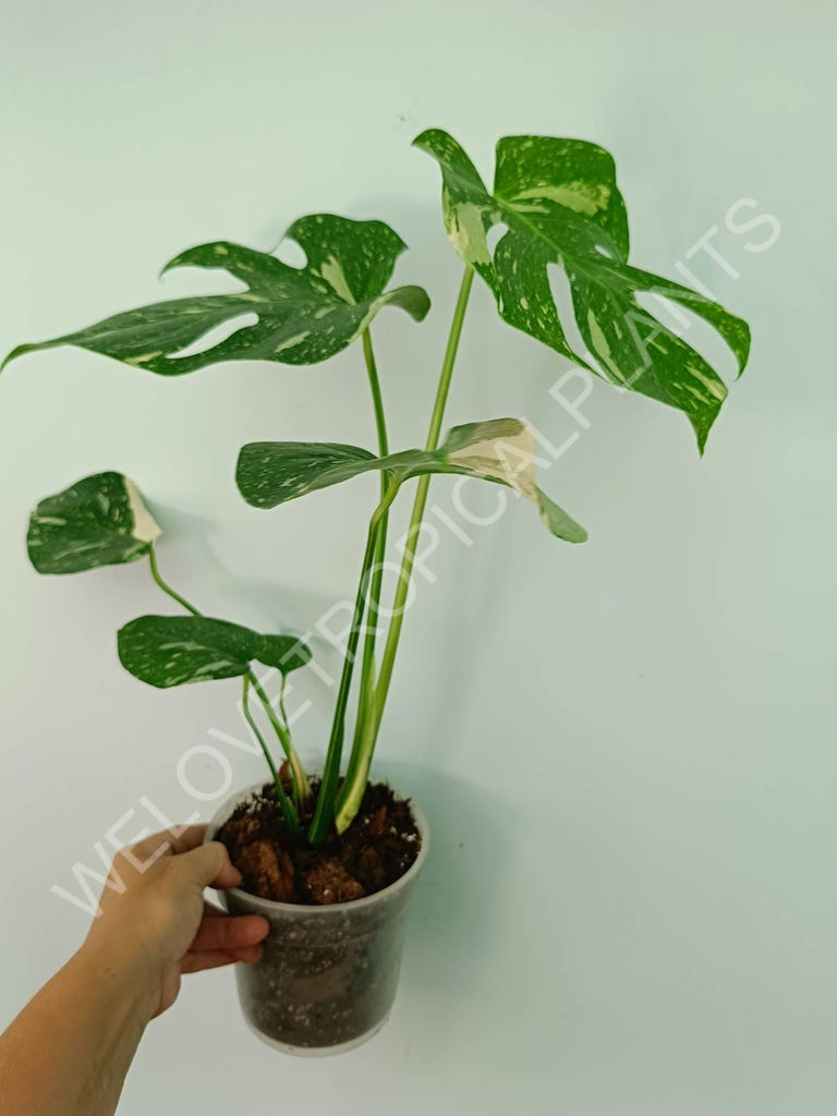 Monstera thai constellation