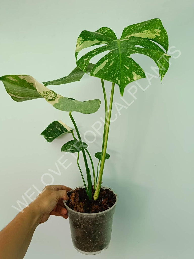 Monstera thai constellation