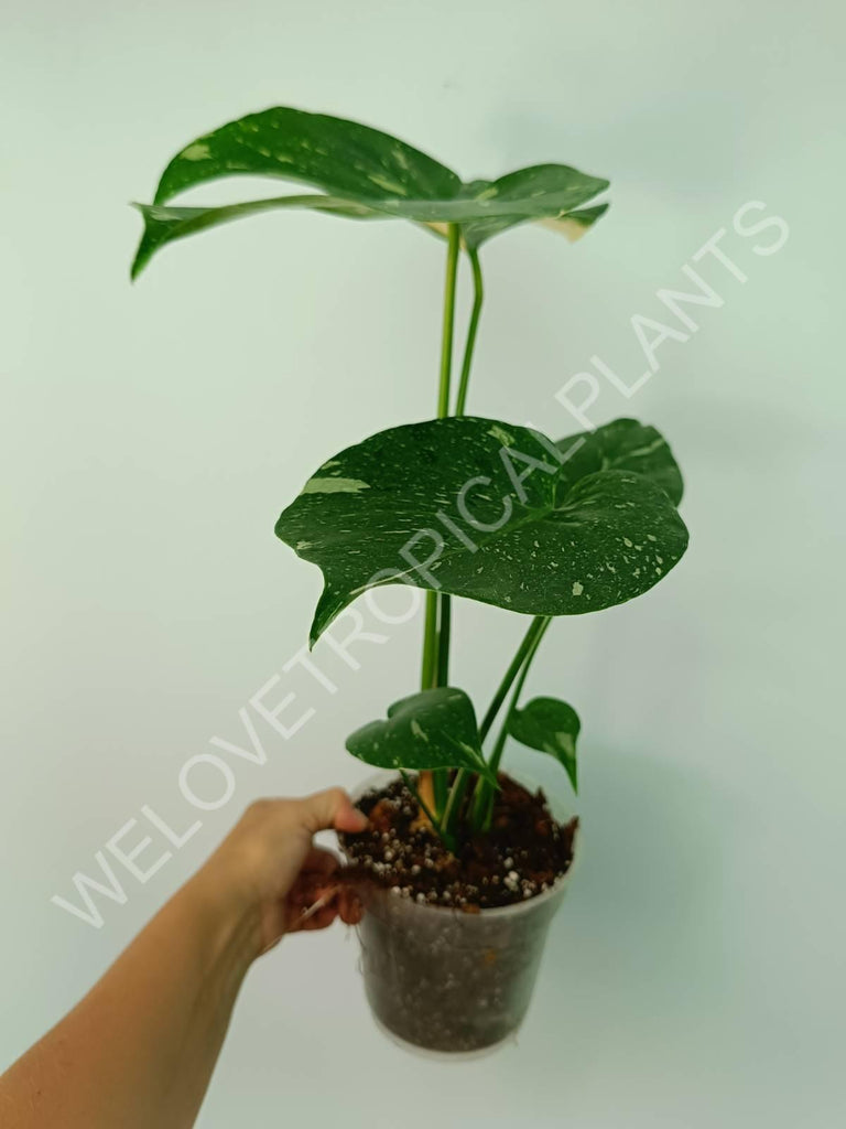 Monstera thai constellation