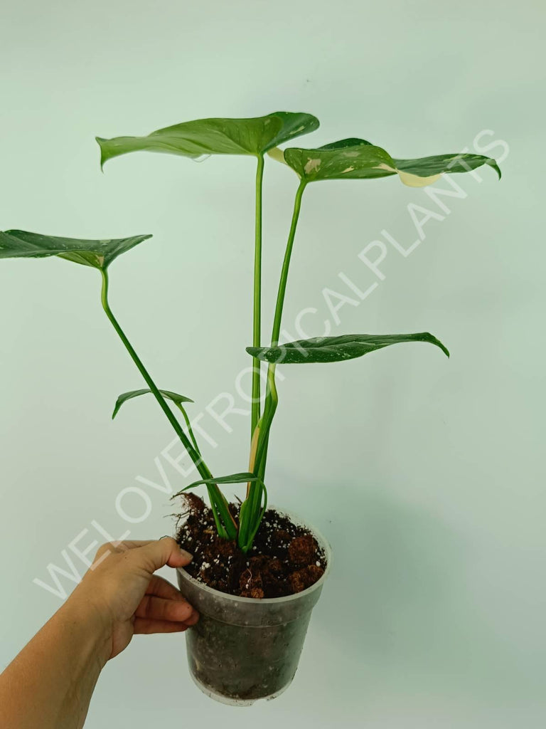 Monstera thai constellation