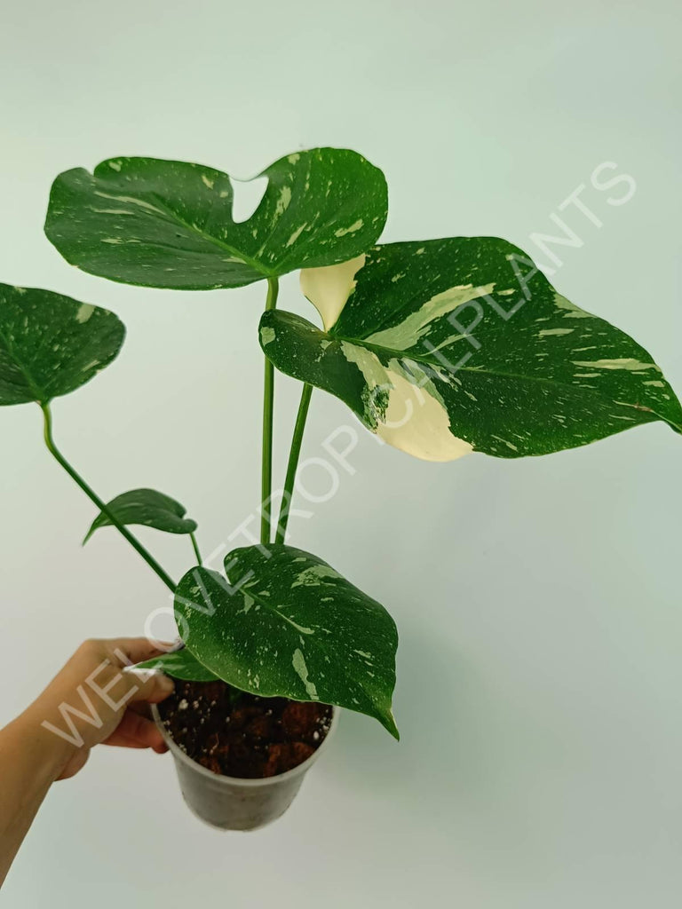 Monstera thai constellation