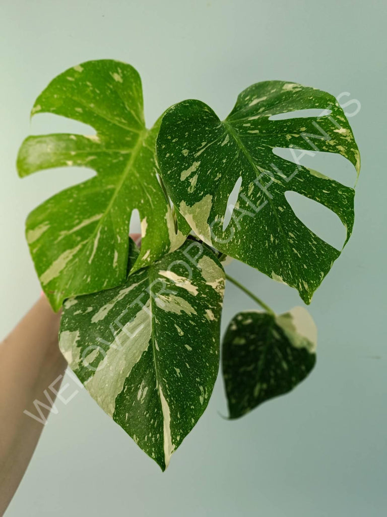 Monstera thai constellation