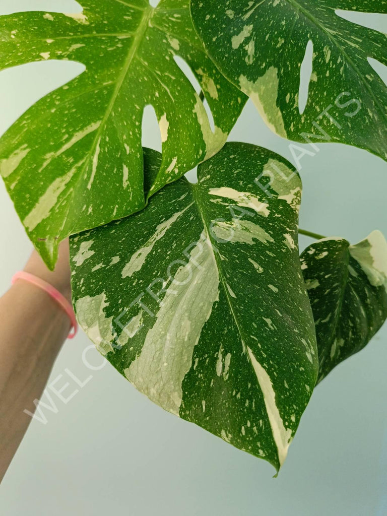 Monstera thai constellation