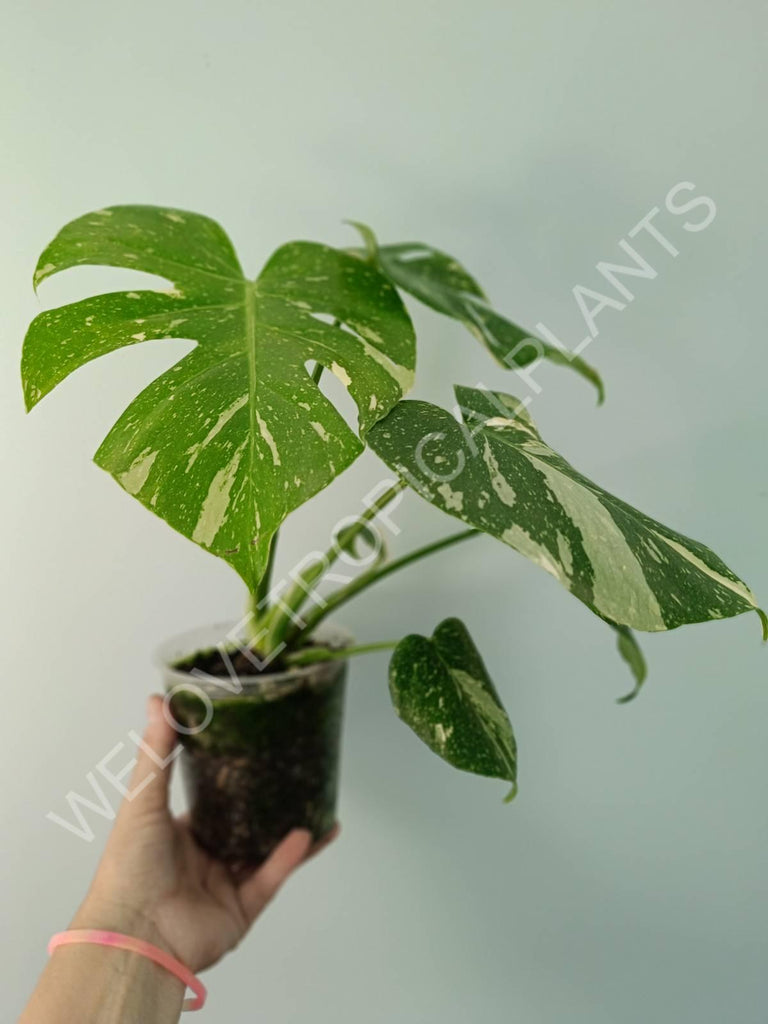 Monstera thai constellation