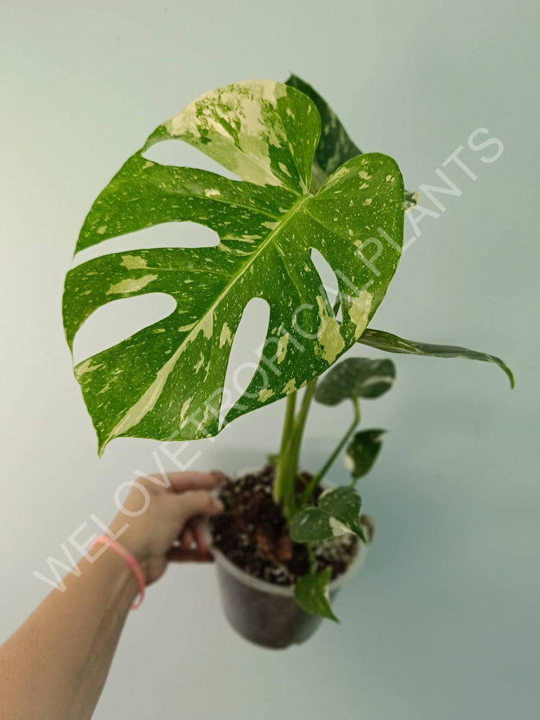 Monstera thai constellation