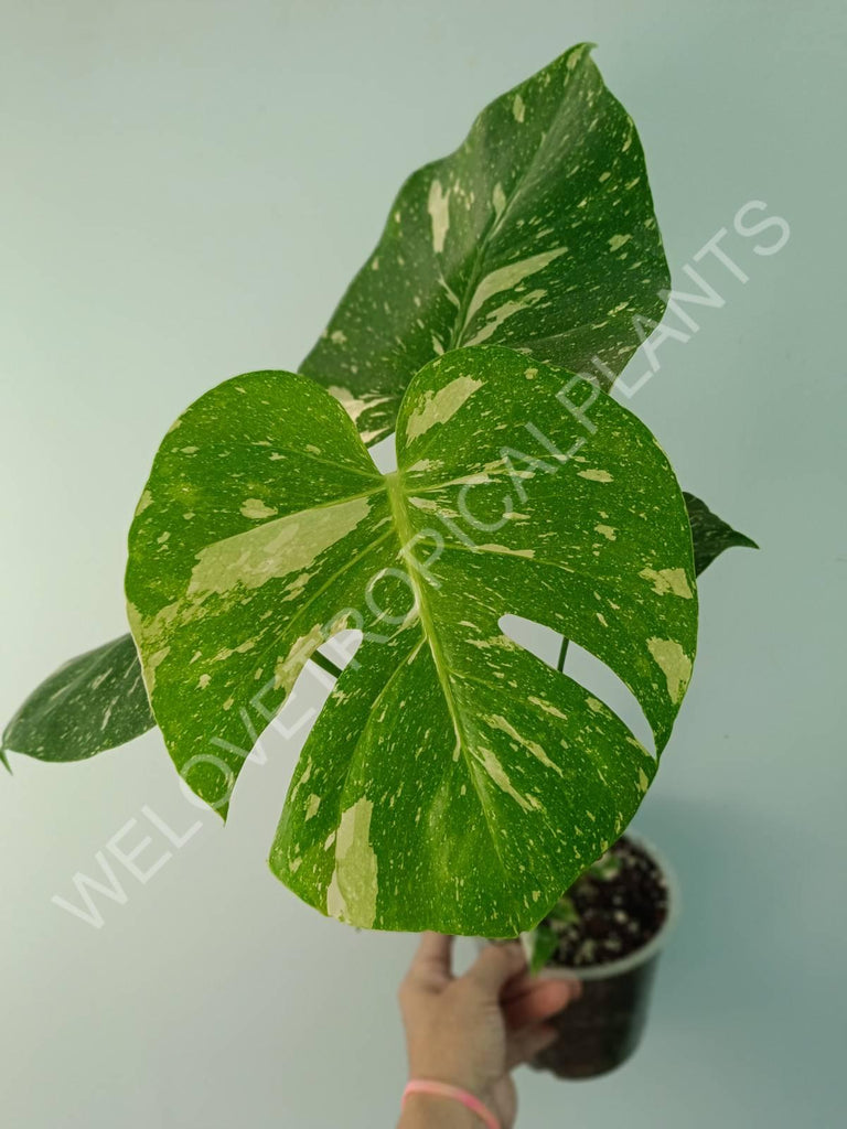 Monstera thai constellation