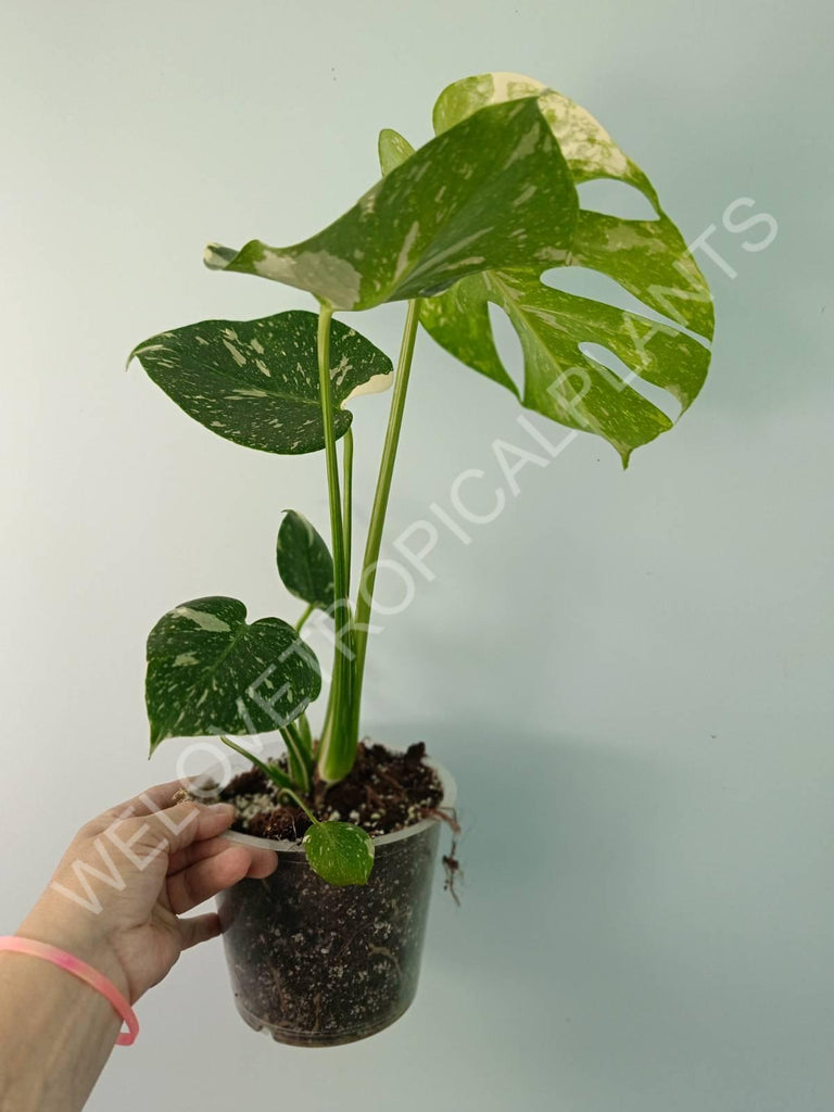 Monstera thai constellation