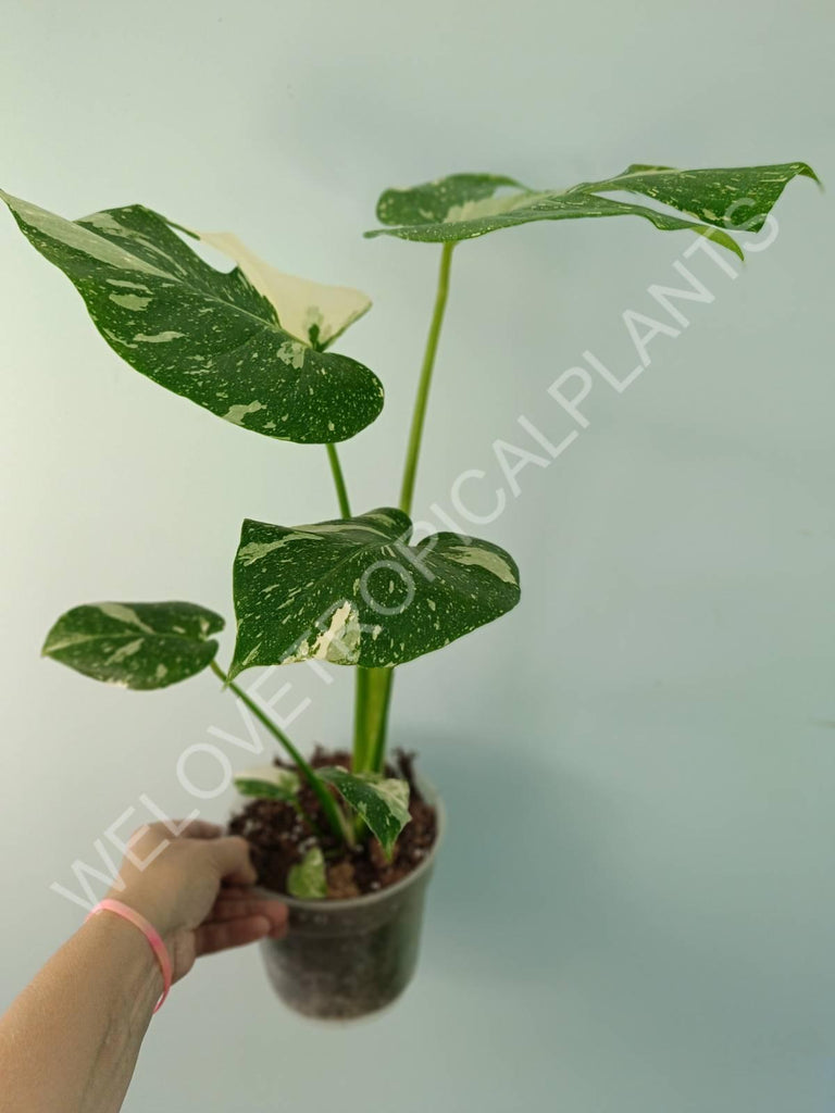 Monstera thai constellation